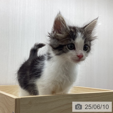ノルウェージャンフォレストキャットの写真