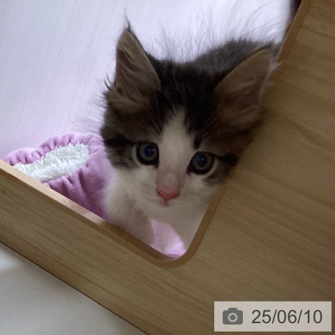 ノルウェージャンフォレストキャットの写真