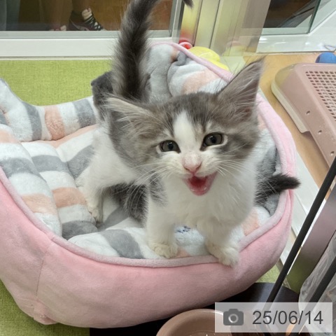 ノルウェージャンフォレストキャットの写真