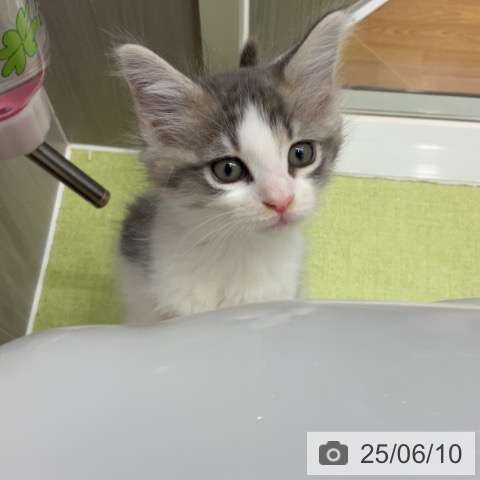 ノルウェージャンフォレストキャットの写真