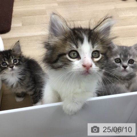 ノルウェージャンフォレストキャットの写真