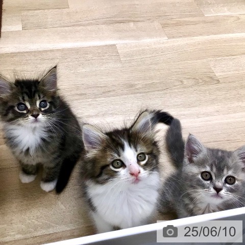 ノルウェージャンフォレストキャットの写真
