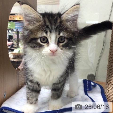 ノルウェージャンフォレストキャットの写真