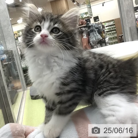 ノルウェージャンフォレストキャットの写真