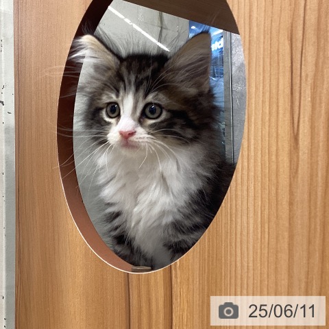 ノルウェージャンフォレストキャットの写真