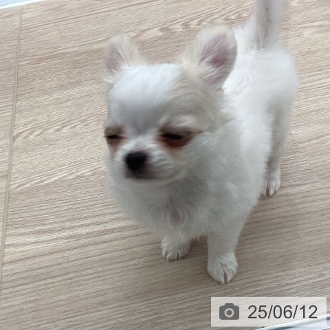 チワワの写真