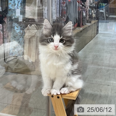 ノルウェージャンフォレストキャットの写真