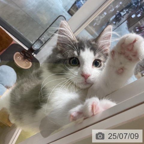 ノルウェージャンフォレストキャットの写真