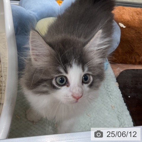 ノルウェージャンフォレストキャットの写真