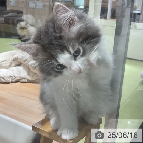 ノルウェージャンフォレストキャットの写真