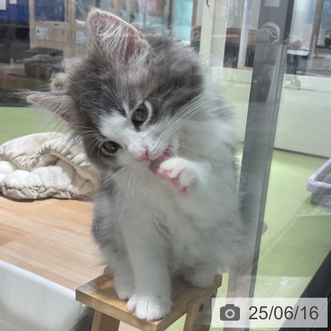 ノルウェージャンフォレストキャットの写真