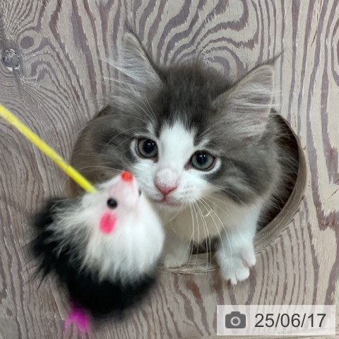 ノルウェージャンフォレストキャットの写真