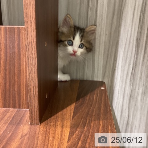 ノルウェージャンフォレストキャットの写真
