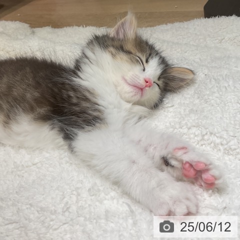 ノルウェージャンフォレストキャットの写真