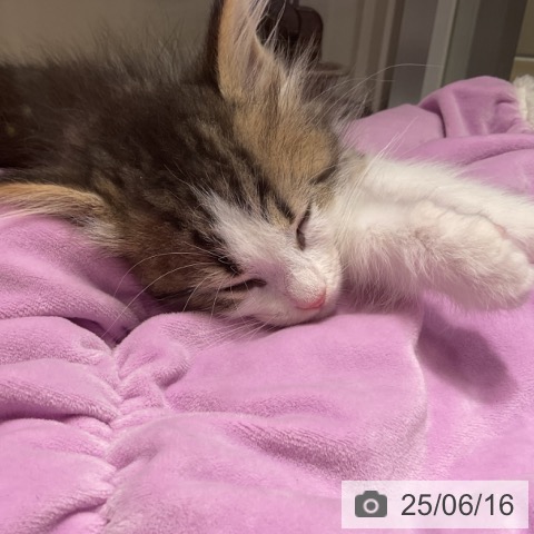 ノルウェージャンフォレストキャットの写真