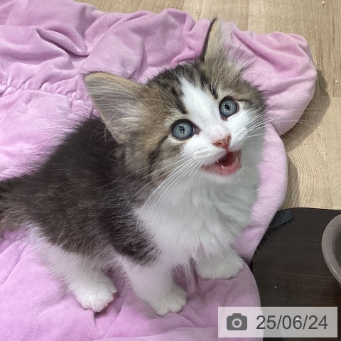 ノルウェージャンフォレストキャットの写真