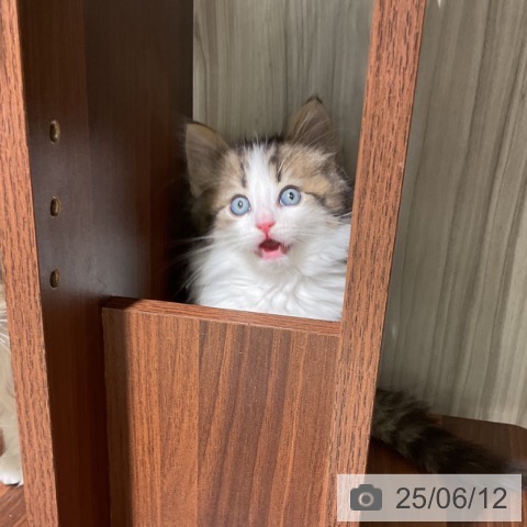 ノルウェージャンフォレストキャットの写真