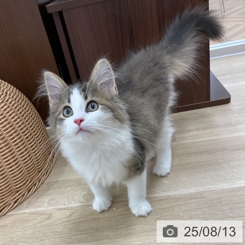 ノルウェージャンフォレストキャットの写真