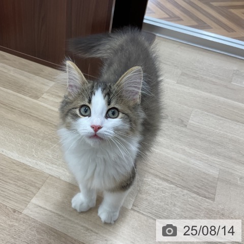 ノルウェージャンフォレストキャットの写真