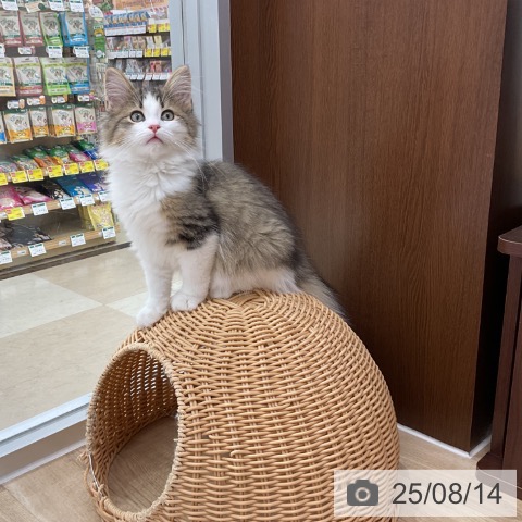 ノルウェージャンフォレストキャットの写真