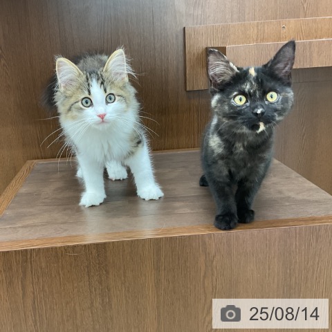 ノルウェージャンフォレストキャットの写真
