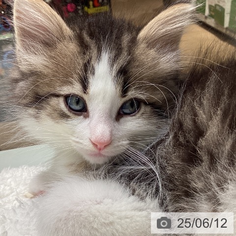 ノルウェージャンフォレストキャットの写真