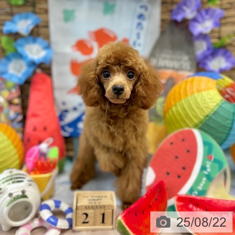 トイ・プードルの写真