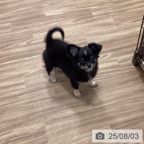 チワワの写真