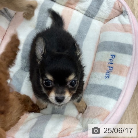 チワワの写真