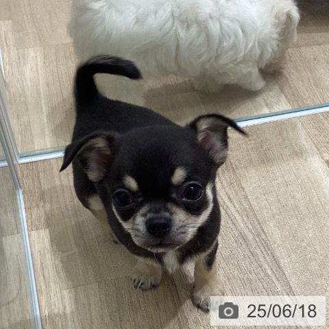 チワワの写真
