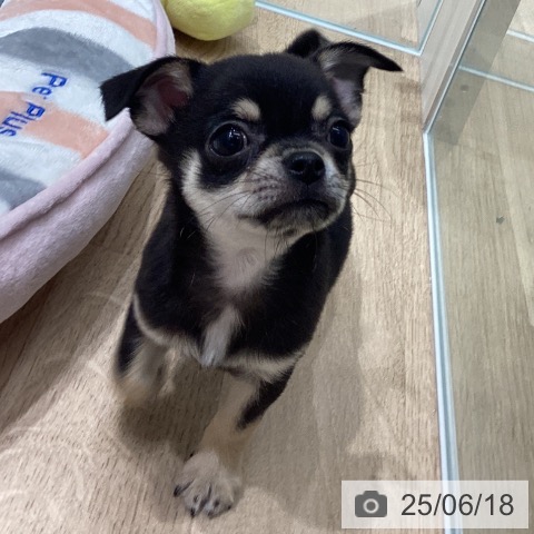 チワワの写真