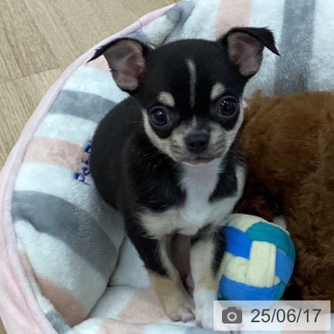 チワワの写真