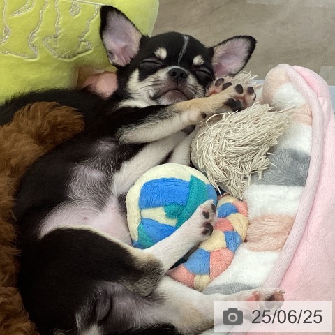 チワワの写真