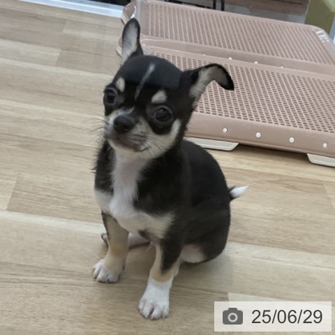 チワワの写真