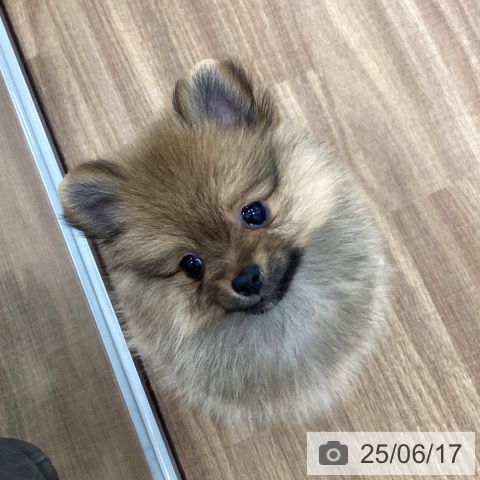 ポメラニアンの写真