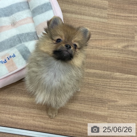 ポメラニアンの写真