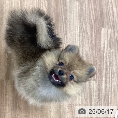 ポメラニアンの写真