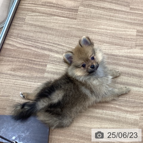 ポメラニアンの写真