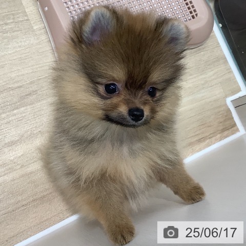 ポメラニアンの写真