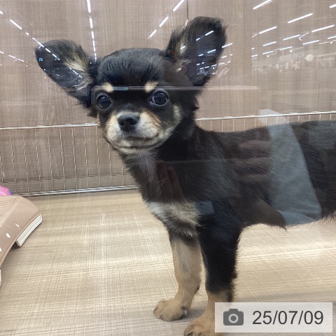 チワワの写真