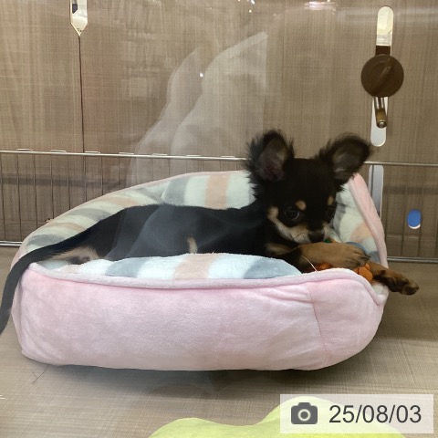 チワワの写真