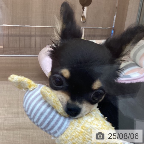 チワワの写真