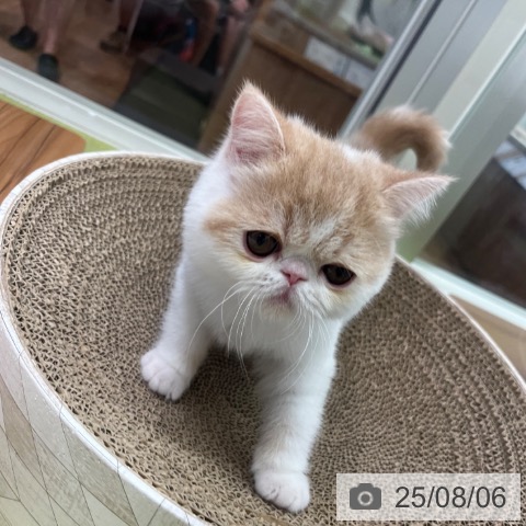 エキゾチックの写真