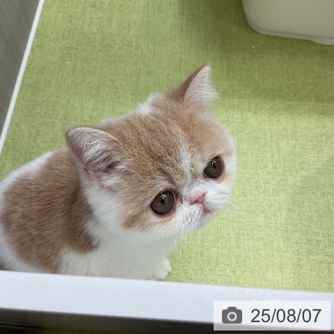 エキゾチックの写真