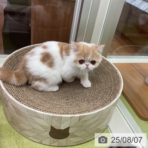 エキゾチックの写真