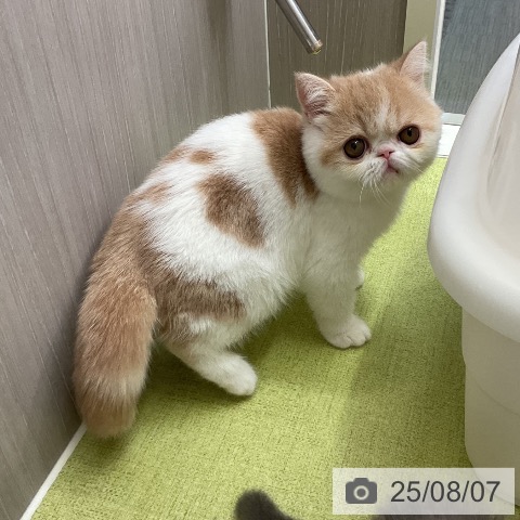 エキゾチックの写真