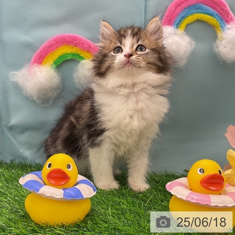 ノルウェージャンフォレストキャットの写真