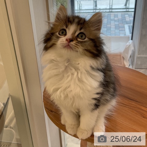 ノルウェージャンフォレストキャットの写真