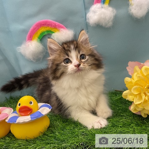 ノルウェージャンフォレストキャットの写真