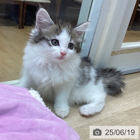 ノルウェージャンフォレストキャットの写真